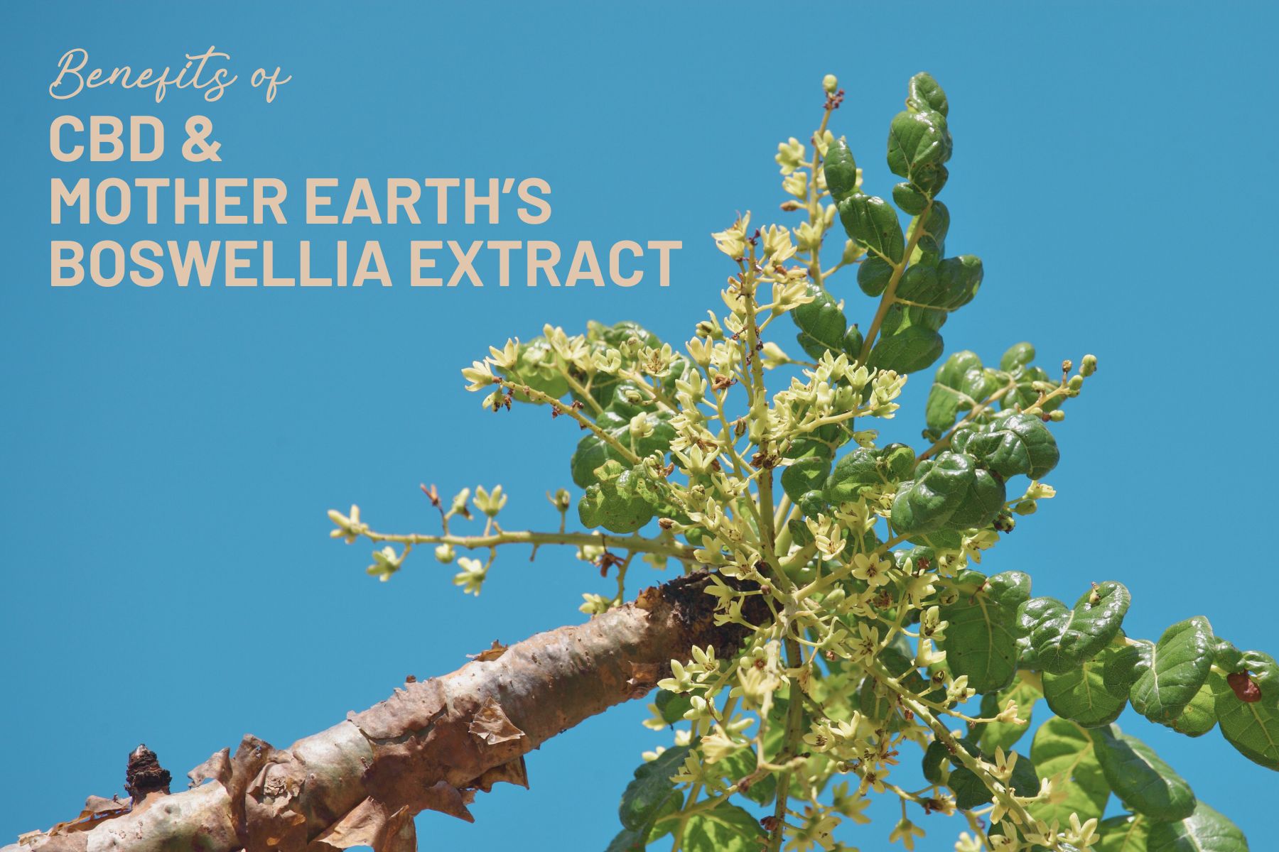 The Ultimate Duo: Supercharge Your Wellness with CBD and Mother Earth's Boswellia Extract Capsules!